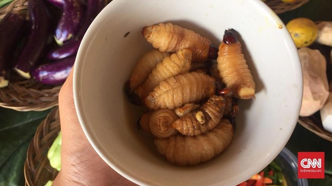 Kandungan Gizi Ulat Sagu, Ternyata Tinggi Protein lalu Lemak