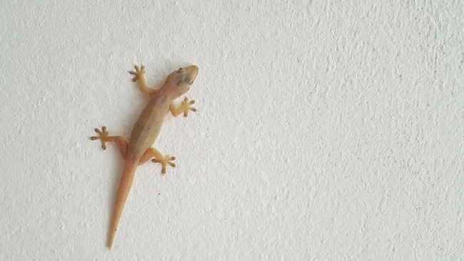 7 Cara Alami Mengusir Cicak yang mana Bisa Sebarkan Bakteri di tempat Rumah