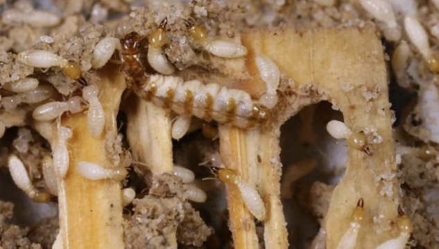 Jasa Anti Rayap untuk Melindungi Bangunan Secara Menyeluruh